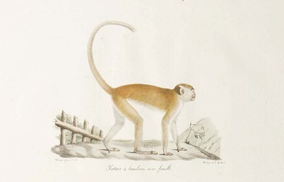 13384
<br/>
Histoire naturelle des Mammifères, avec des figures originales, coloriées, dessinées d'après des animaux vivans.
<br/>
<em></em>